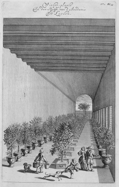 De broeikas, uit De Nederlandze Hesperides door Jan Commelin, gepubliceerd in 1676 door Dutch School