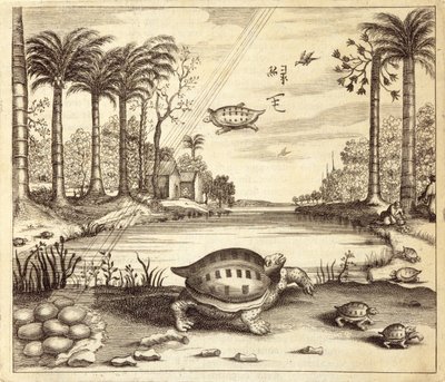 Schildpadeieren die uitkomen, uit China Illustrated door Athanasius Kircher (1601-80) 1667 door Dutch School