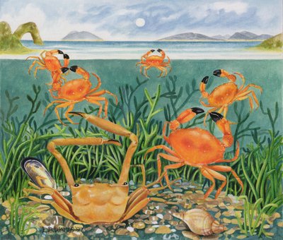 Krabben in de Oceaan, 1997 door E.B. Watts