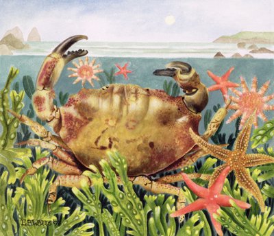 Geribbelde Krab met Zeester Onderwater, 1997 door E.B. Watts