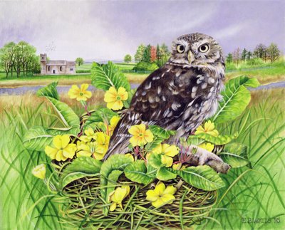 Uil in grasnest met primula