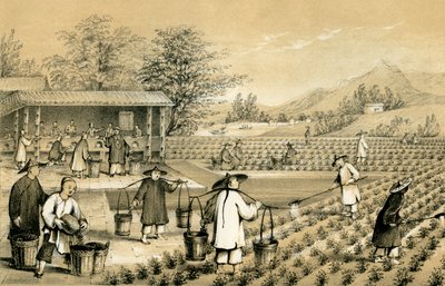 Cultuur en bereiding van thee, China, 1847 door E Gilks