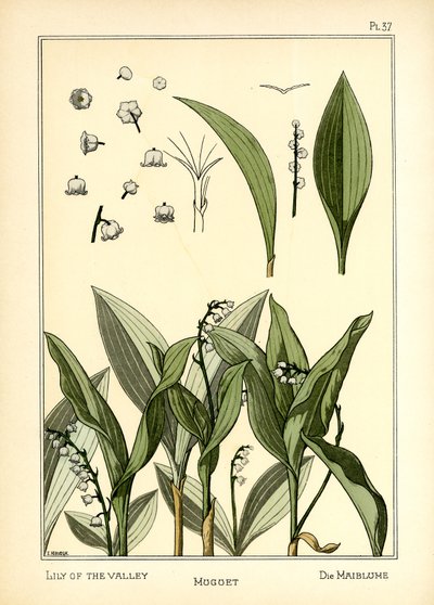 Het Lelietje-van-dalen door E. Hervegh