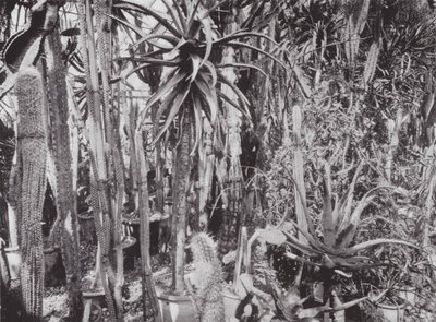 Kew Gardens, ca. 1900 door E. J. Wallis