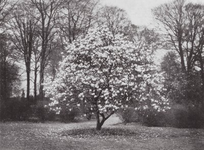 Kew Gardens, ca. 1900 door E. J. Wallis