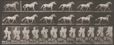 Dierlocomotie. Een elektro-fotografisch onderzoek van opeenvolgende fasen van dierbeweging door Eadweard Muybridge
