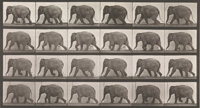 Dierlijke voortbeweging. Een elektro-fotografisch onderzoek van opeenvolgende fasen van dieren ..., 1880s door Eadweard Muybridge