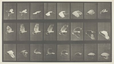 Dierlijke Locomotie, Plaat 758, 1887 door Eadweard Muybridge
