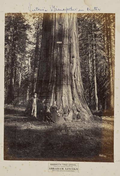 Mammoth Tree Grove, Calaveras County, Californië. Abraham Lincoln. 320 voet hoog, 54 voet in omtrek door Eadweard J. Muybridge
