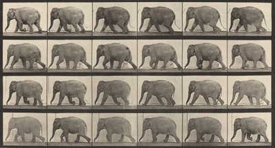 Plaat Nummer 733. Olifant lopend door Eadweard Muybridge