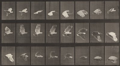 Plaat Nummer 758. Vliegende Kaketoe door Eadweard Muybridge