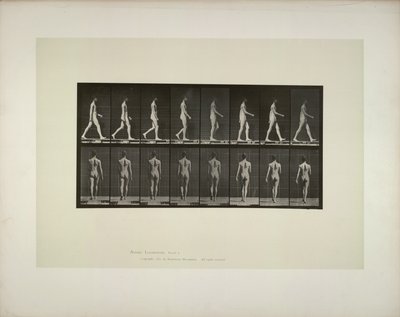Dierlocomotie: mannelijke bekken doek, 1887 door Eadweard Muybridge