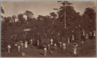 Koffieoogst, Las Nubes – Guatemala door Eadweard Muybridge