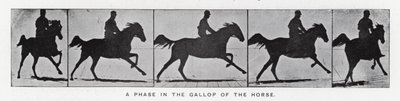 Eadweard Muybridge: Een fase in de galop van het paard (zw/w foto) door Eadweard Muybridge