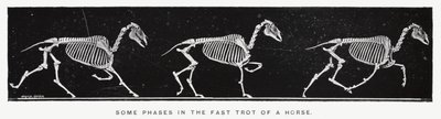 Eadweard Muybridge: Enkele fasen in de snelle draf van een paard door Eadweard Muybridge