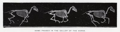 Enkele fasen in de galop van het paard door Eadweard Muybridge