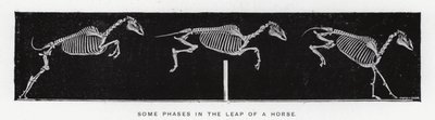Eadweard Muybridge: Enkele fasen in de sprong van een paard (zw/w foto) door Eadweard Muybridge