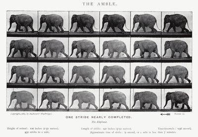 Eadweard Muybridge: De draf (zwart-wit foto) door Eadweard Muybridge