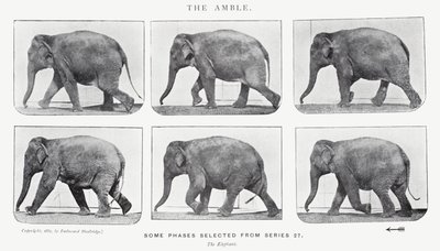 De draf door Eadweard Muybridge