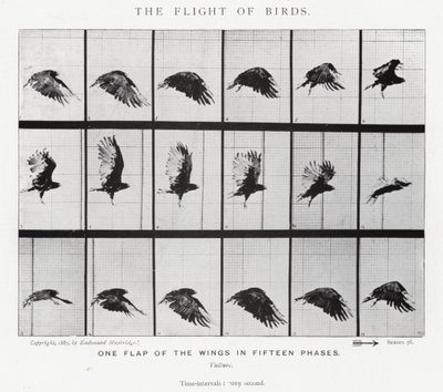 Eadweard Muybridge: De vlucht van vogels (zwart-wit foto) door Eadweard Muybridge