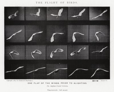 Eadweard Muybridge: De vlucht van vogels (zw/w foto) door Eadweard Muybridge