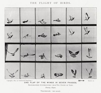 Eadweard Muybridge: De vlucht van vogels door Eadweard Muybridge