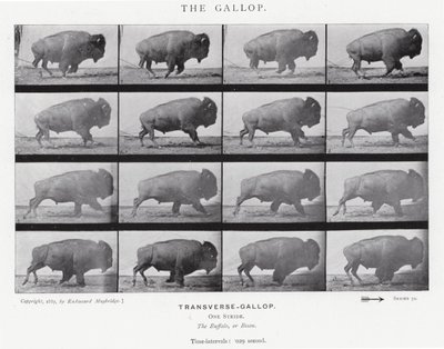Eadweard Muybridge: De galop (zwart-wit foto) door Eadweard Muybridge