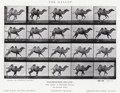 Eadweard Muybridge: De galop (zwart-wit foto) door Eadweard Muybridge
