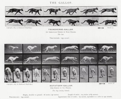 De Galop door Eadweard Muybridge