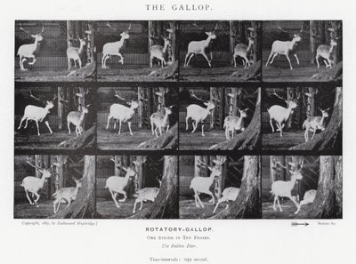 De Galop door Eadweard Muybridge