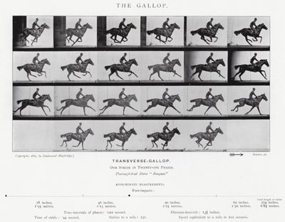 Eadweard Muybridge: De galop (zw/w foto) door Eadweard Muybridge