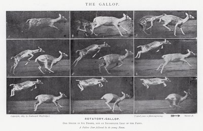 Eadweard Muybridge: De galop (zw/w foto) door Eadweard Muybridge