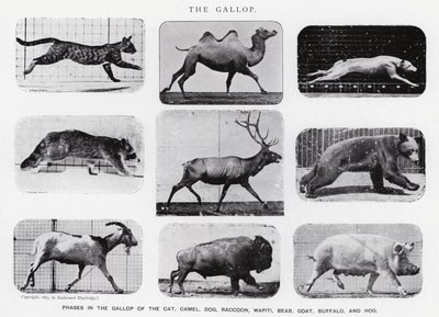 Eadweard Muybridge: De galop (zw/w foto) door Eadweard Muybridge
