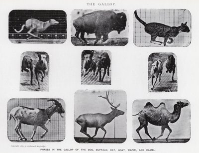 Eadweard Muybridge: De Galop door Eadweard Muybridge