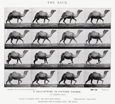 De Galop door Eadweard Muybridge