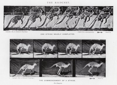 Eadweard Muybridge: De ricochet (zwart-wit foto) door Eadweard Muybridge