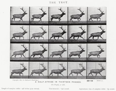 De Trot door Eadweard Muybridge
