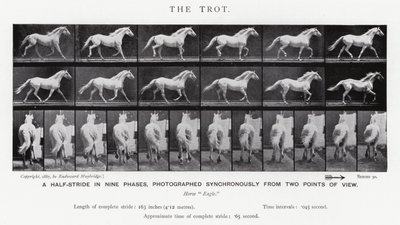 Eadweard Muybridge: De draf (zw/w foto) door Eadweard Muybridge