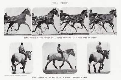 Eadweard Muybridge: De draf (zw/w foto) door Eadweard Muybridge