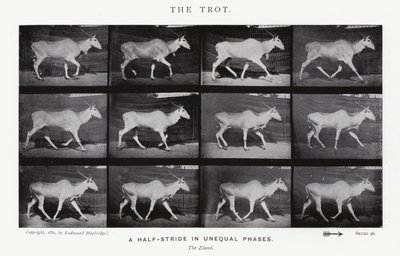 Eadweard Muybridge: De draf door Eadweard Muybridge