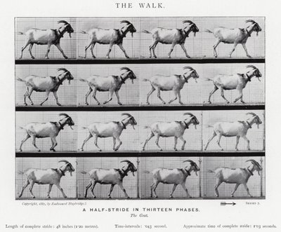 Eadweard Muybridge: De wandeling (zwart-wit foto) door Eadweard Muybridge