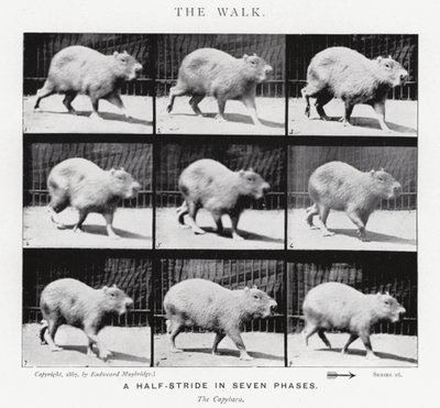 Eadweard Muybridge: De wandeling (zwart-wit foto) door Eadweard Muybridge