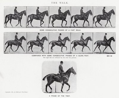 Eadweard Muybridge: De wandeling (zwart-wit foto) door Eadweard Muybridge