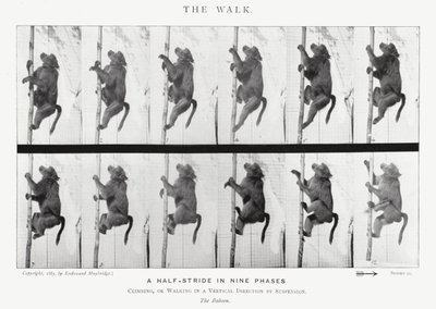 Eadweard Muybridge: De wandeling (zwart-wit foto) door Eadweard Muybridge