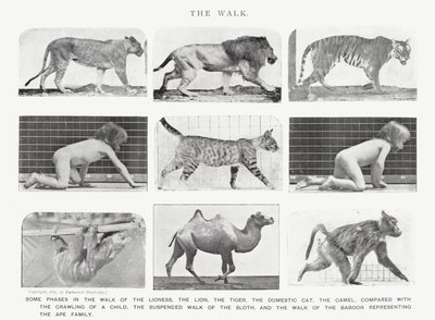Eadweard Muybridge: De wandeling (zwart-wit foto) door Eadweard Muybridge