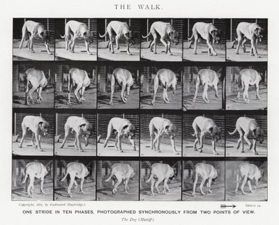 Eadweard Muybridge: De Wandeling (zw/w foto) door Eadweard Muybridge