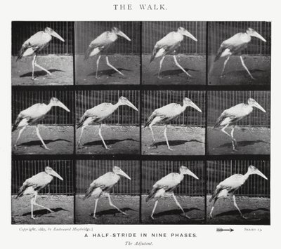 Eadweard Muybridge: De Wandeling (zw/w foto) door Eadweard Muybridge