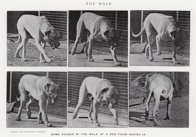 Eadweard Muybridge: De Wandeling (zw/w foto) door Eadweard Muybridge