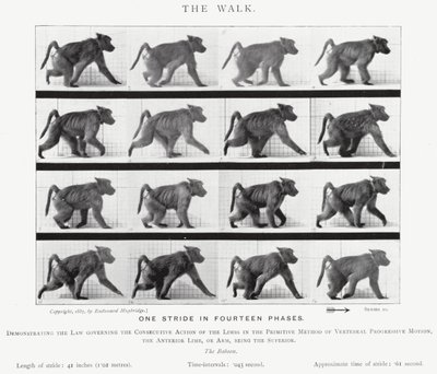 De Wandeling door Eadweard Muybridge