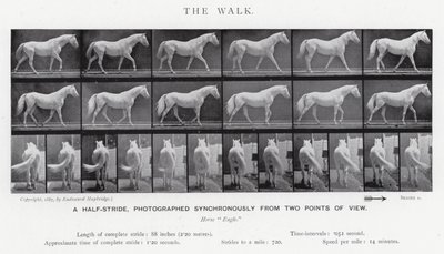 Eadweard Muybridge: De wandeling (zw/w foto) door Eadweard Muybridge